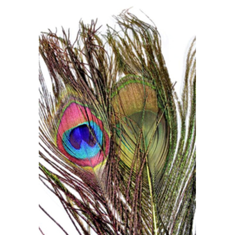 Peacock Eyes|Natural||11 Black||310 Red|Purple