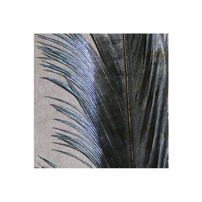 Hook and Hackle Ringneck Pheasant Tail Feathers