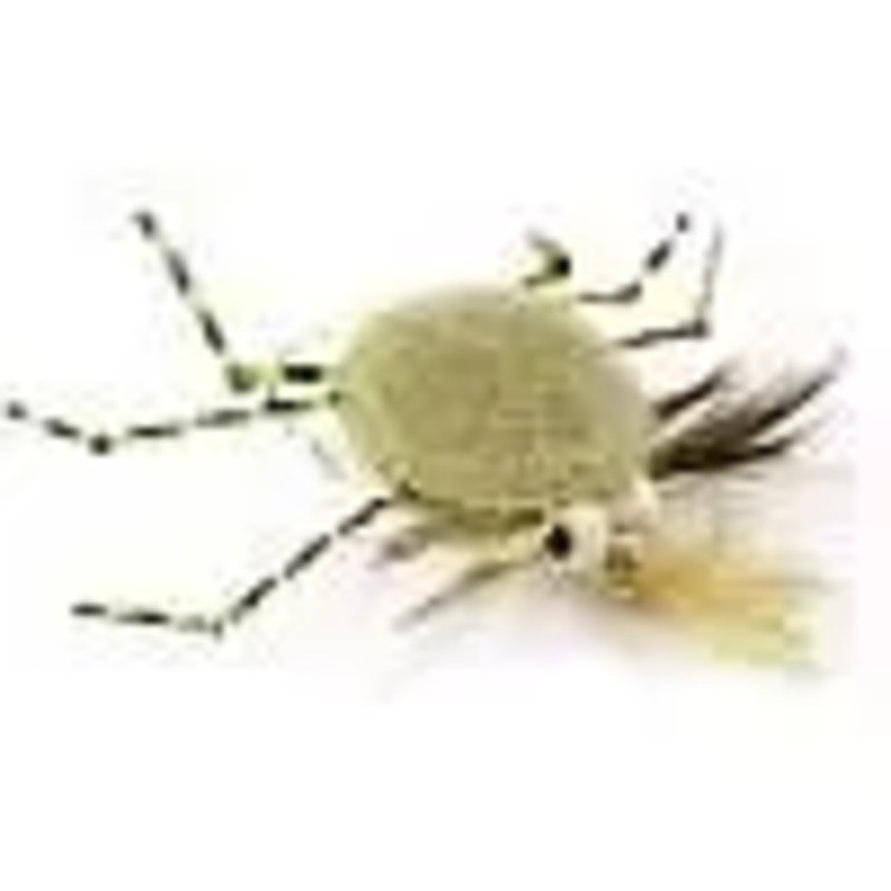 Wapsi Crab Coins|5/8 inch|5/8 incn|7/8 inch|7/8 incn|White|Tan