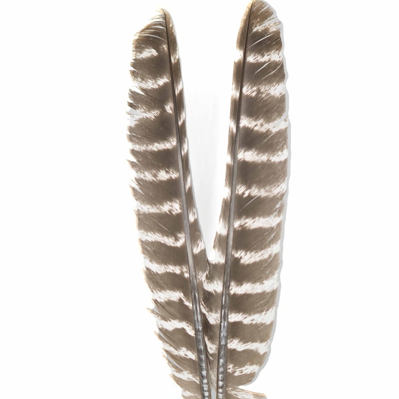 Shor Ozark Turkey Biot – Pair