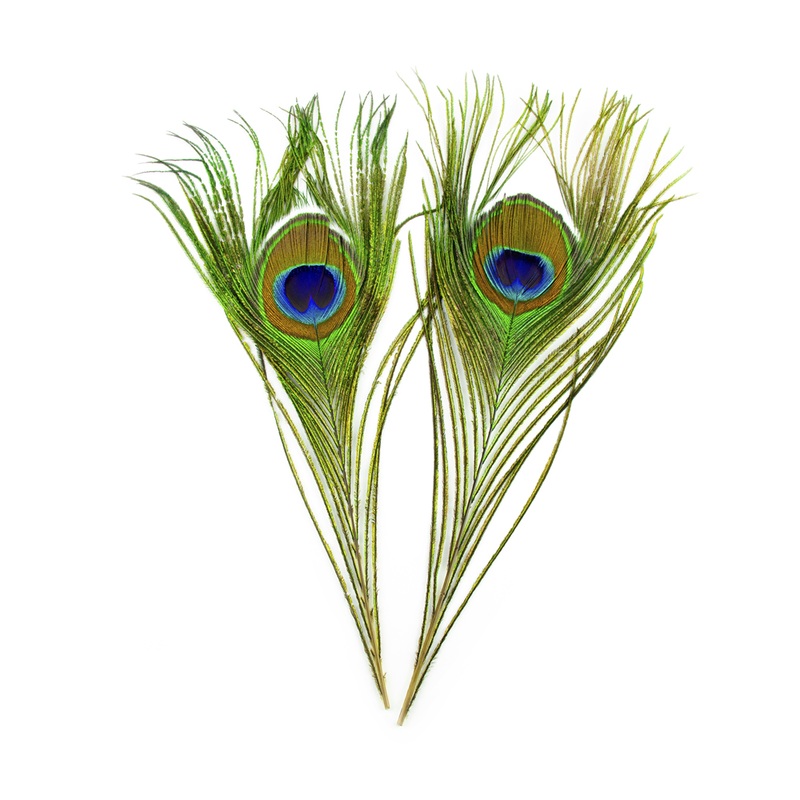 Shor Peacock Eyes 12 Inch – 10 pack