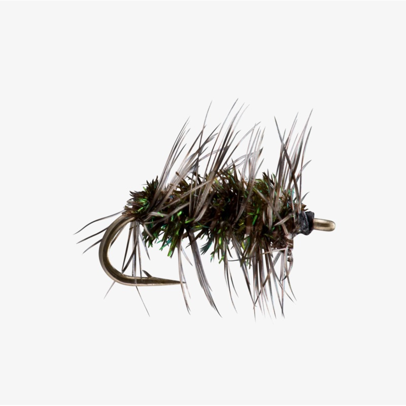 Griffith’s Gnat||18||20