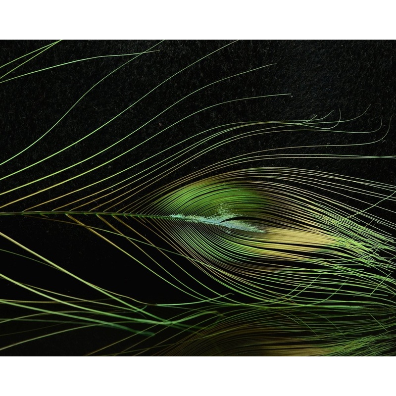 D’s Flyes Stripped Peacock Eye