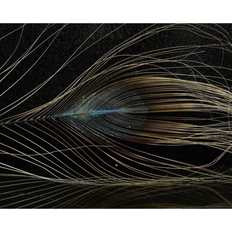 D’s Flyes Stripped Peacock Eye