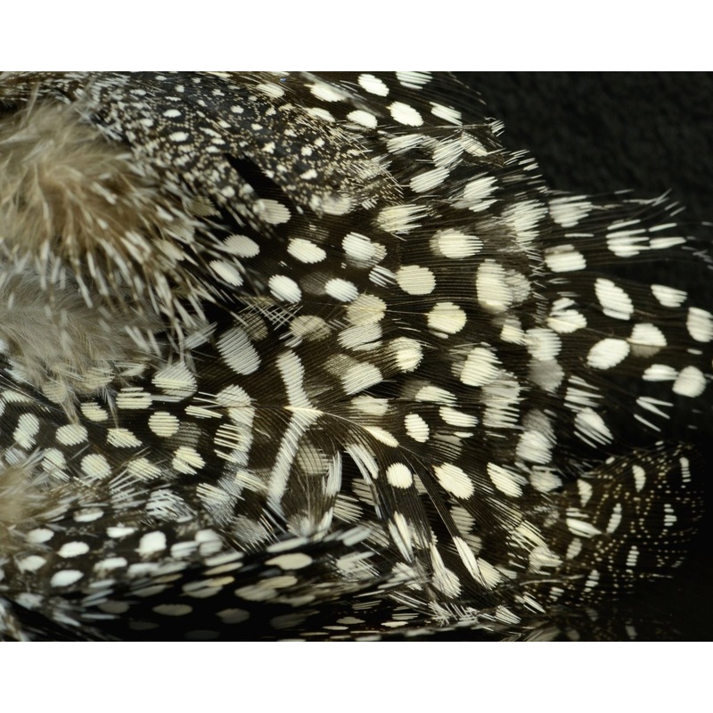 Fish Hunter Large Dot Guinea|Natural White|UV Fluorescent White|UV Medium Olive