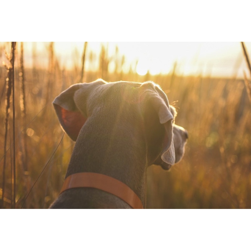 Fishpond Salty Dog Collar|Cutthroat Orange|Steelhead