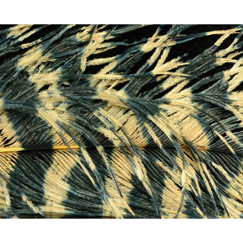 Spirit River Ostrich Jailhouse