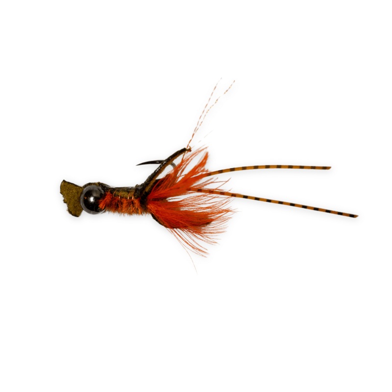 Shane’s Crawnade|OLIVE|ORANGE|8