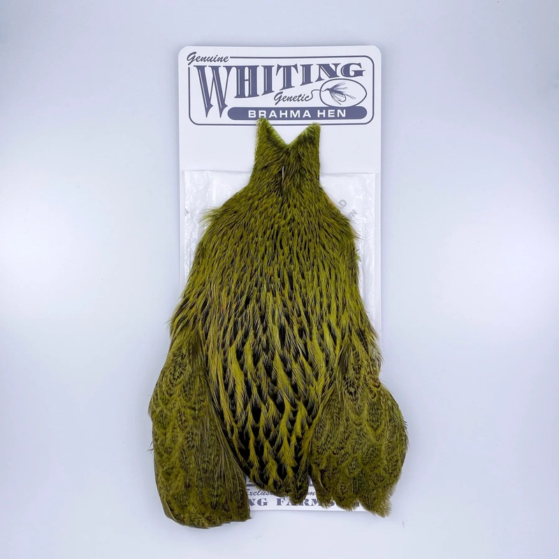 Whiting Farms Brahma Hen|BLACK|DK DUN|GLD OLIV|GLD STRW|GLDN BRN|MOTTLED|MRCH BRN|NAT BROW|OLIVE|PALE YEL|SADD