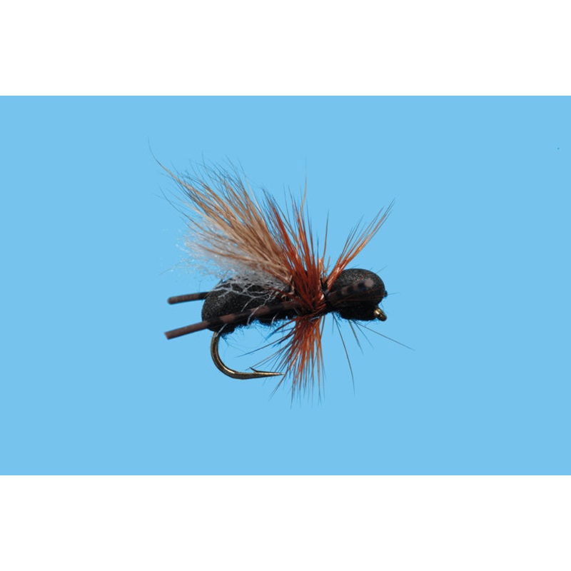 CFO Ant||14||16|Black|Red