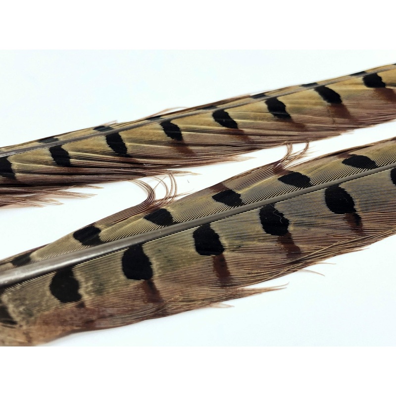 Ringneck Pheasant Tail Feathers