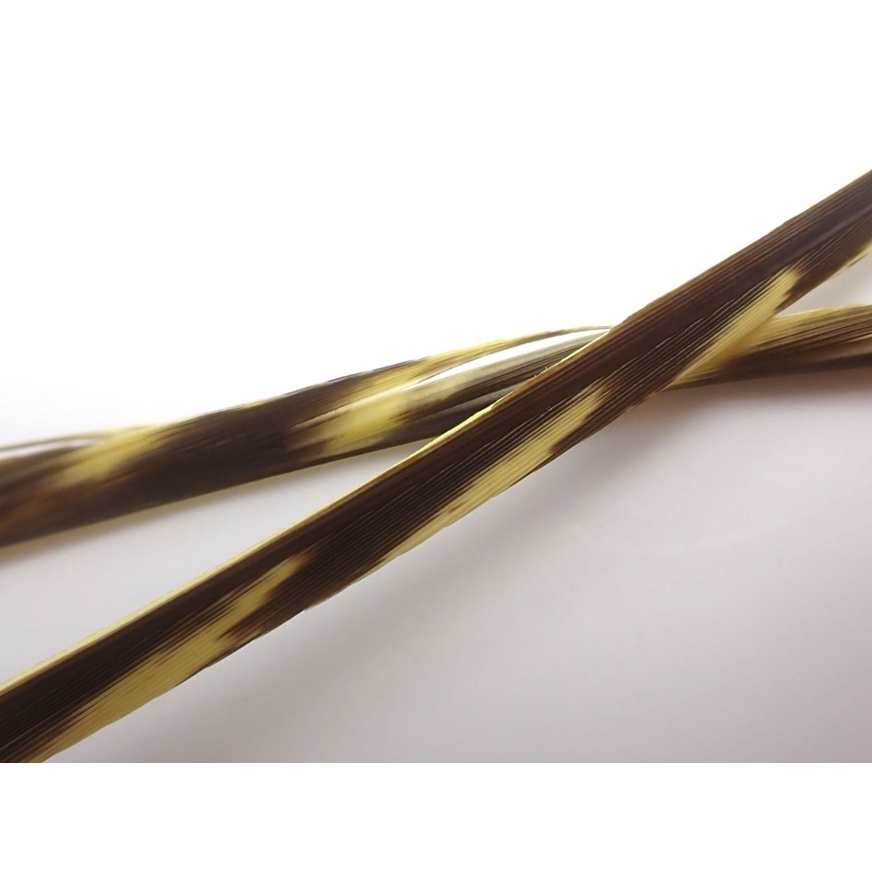 Magpie Wild Barred Turkey Biot Quills