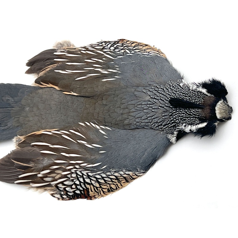 Perdix Premium California Valley Quail Skin