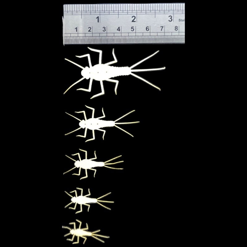 ABC Mayfly Nymphs|15mm|17mm|20mm|25mm|35mm