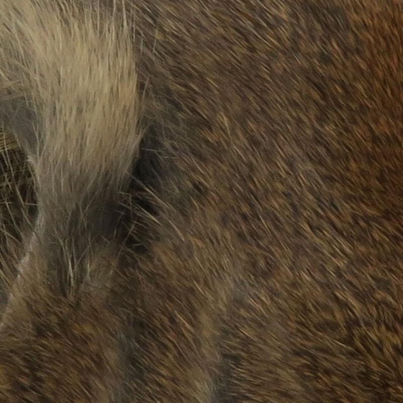 Complete Micro Stripped Pine Squirrel Hide