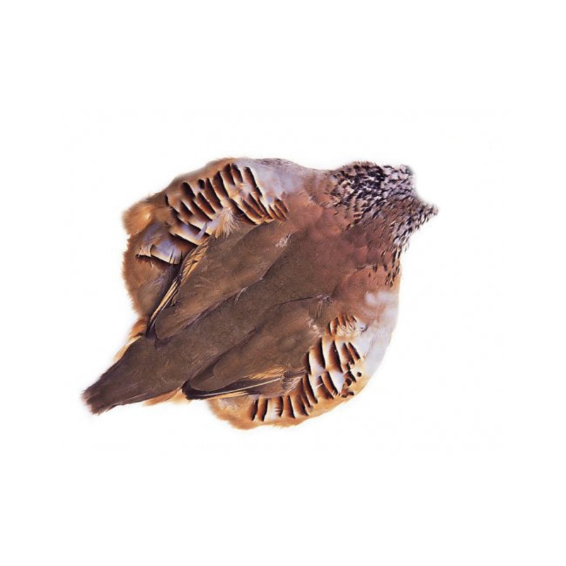 Chevron Hackle – French Partridge Skin