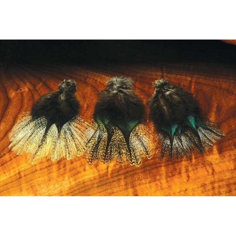 Coq de Leon|Medium Speckled|Dark Speckled|Light Speckled|Barred Speckled Aconchado|Dun|Black|Brown|Light Dun|Ginger Speckled Flor De Escoba