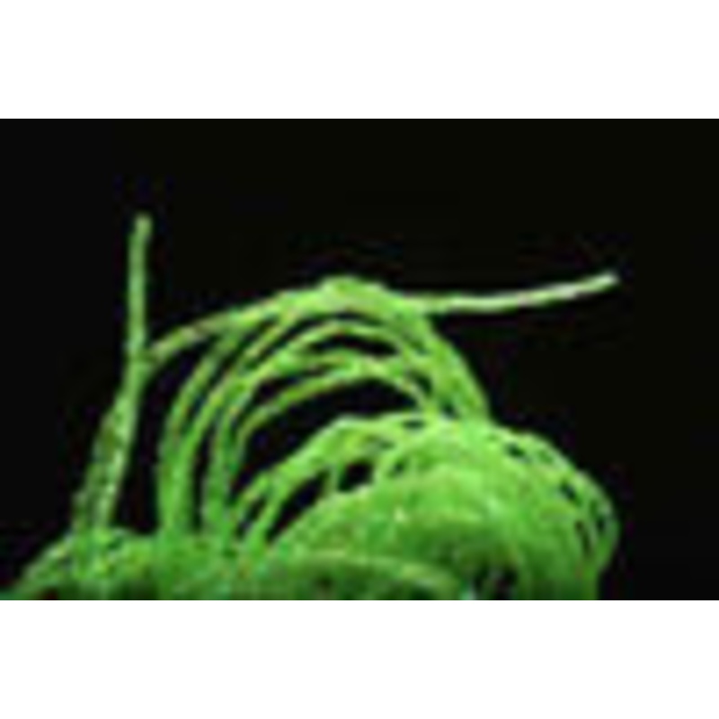 Hareline Dubbin Midge Diamond Braid