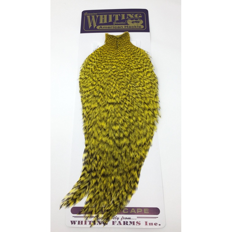 Whiting American Rooster Cape|White|Tan|Grizzly Dyed Tan|Grizzly Dyed Olive|Grizzly|Orange|Grizzly Dyed Orange|Grizzly Dyed Fl Green Chartruese|White dyed Claret|Grizzly Dyed Yellow|Grizzly Dyed Red|Grizzly Dyed Golden Olive|Grizzly Purple|Purple|White dy