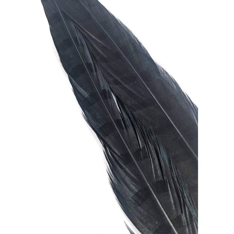 Wapsi Ringneck Pheasant Tail Feathers – 1 pair