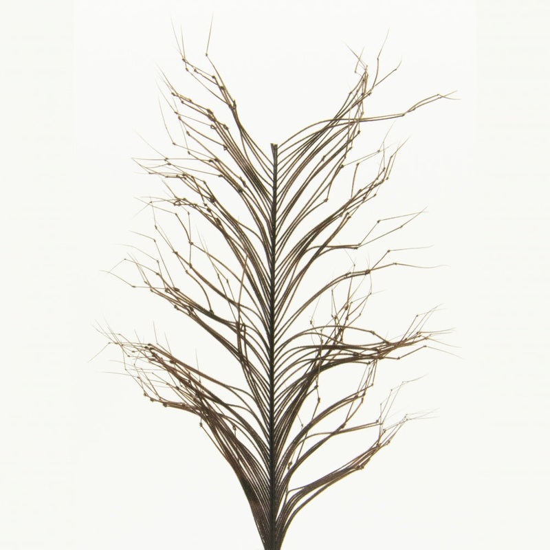 Semperfli Knotted Cranefly (Double) Legs