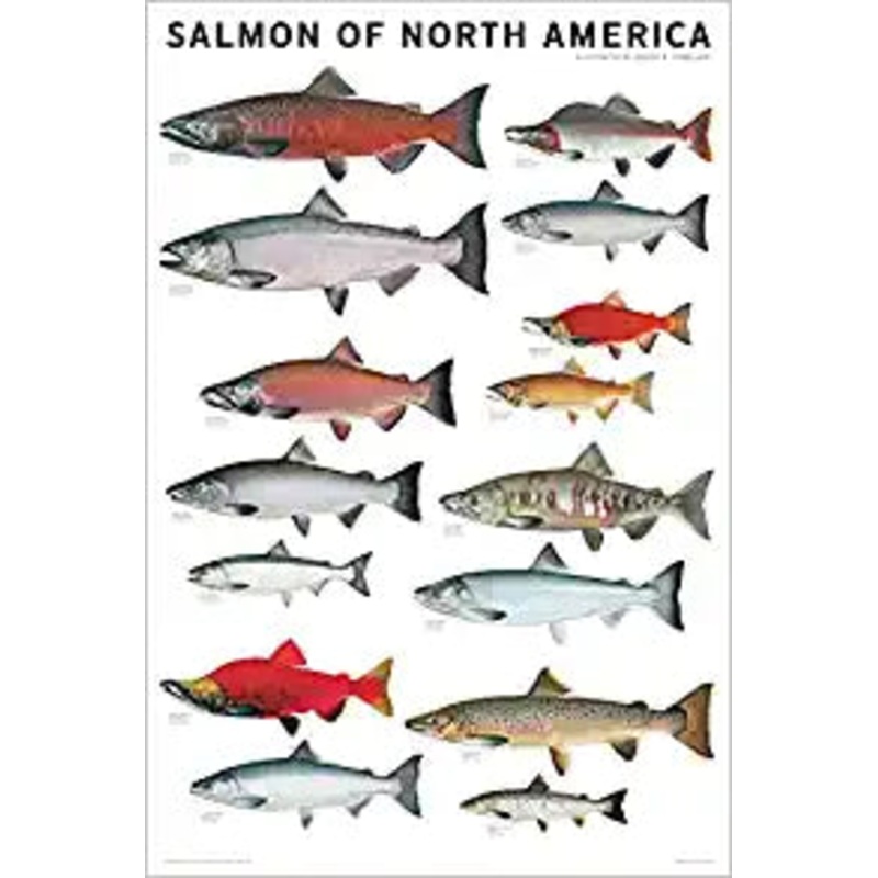 Salmon Of North America Poster by Joseph Tomelleri