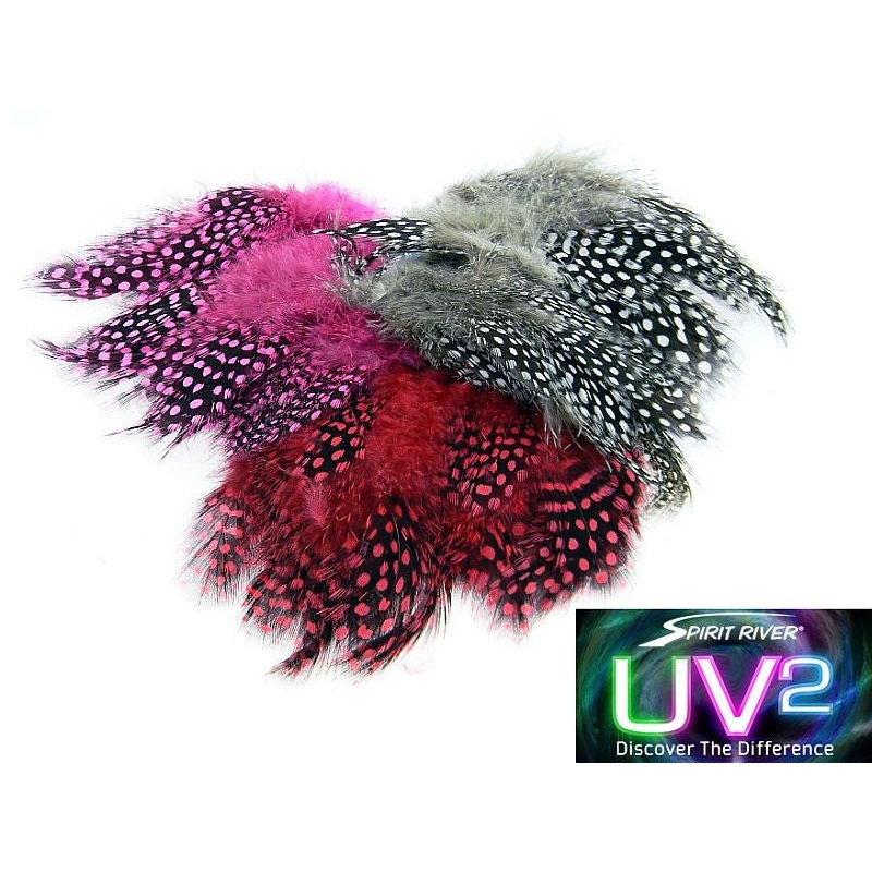 UV2 Large Eyed Guinea Feathers