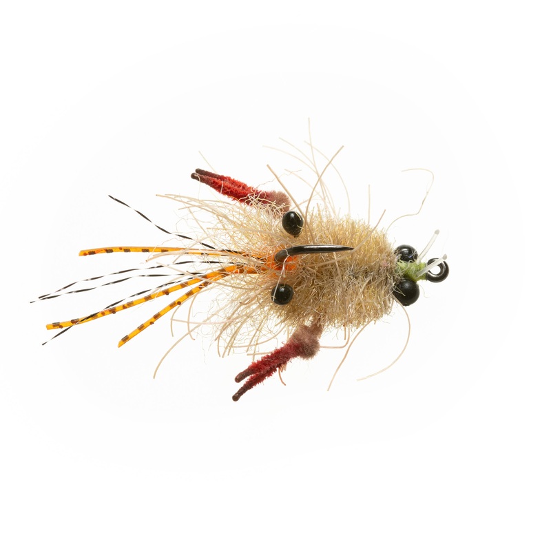 EP Tarantula Crab – Mottled Tan