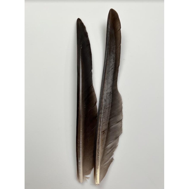 Canada Goose Biot Quills|Natural|Dyed Medium Dun|Dyed Brown|Dyed Tan|Bleached Ginger|Dyed Chartreuse|Dyed Light Olive|Dyed Olive|Dyed Dark Olive|Dyed Caddis Green|Dyed Yellow|Dyed Orange|Dyed Purple|Dyed Fl. Blue|Dyed Fuschia